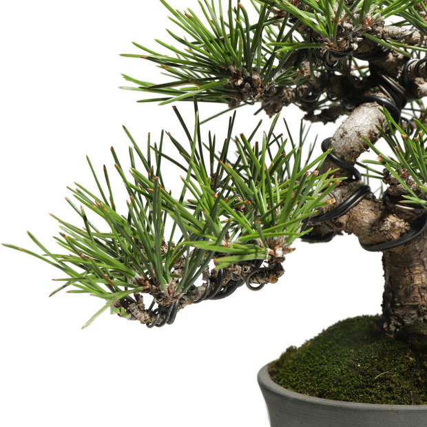 黒松　-Japanese black pine-　（推定樹齢30年） 詳細画像